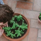 basil-herb-emergency-garden