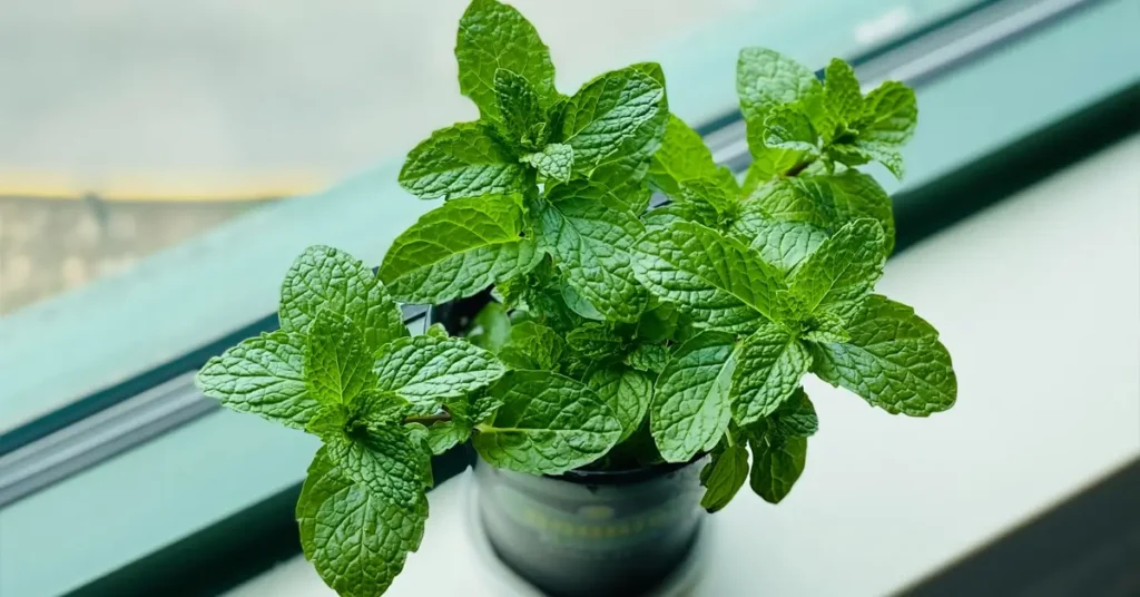 mint-herb-emergency-garden